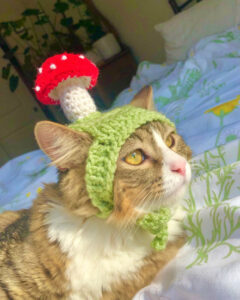 Free Cat Flower Hat Crochet Pattern Inspiration Image